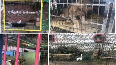 شرطة البيئة والمسطحات تضبط شخص بحوزته طيور نادرة وحيوانات برية مفترسة