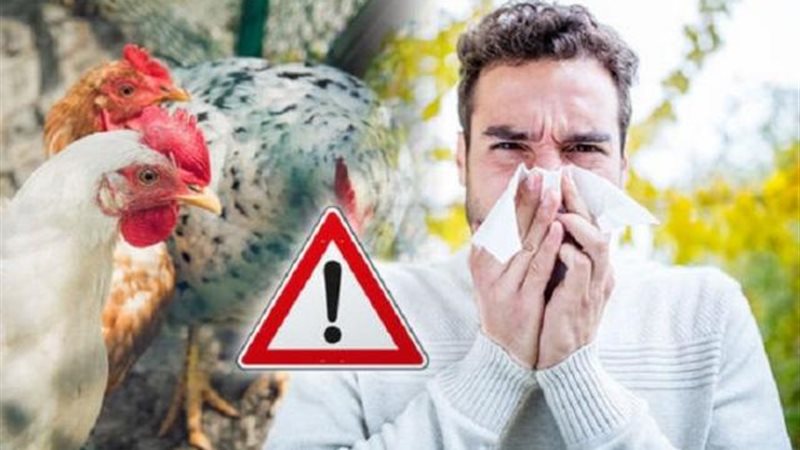 أنفلونزا الطيور