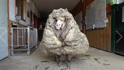 هرب إلى البرية لأول مرة بعد 5 سنوات.. تعرف على أغرب خروف في العالم