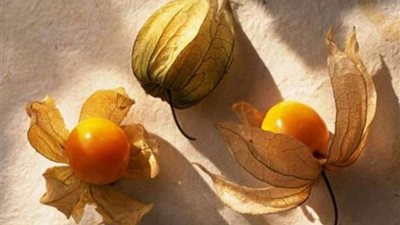 الحرنكش لزيادة الحرق  بعد ثبات الوزن أثناء الريجيم