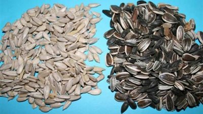 اللب السوري.. الحل السحري لعلاج الإمساك