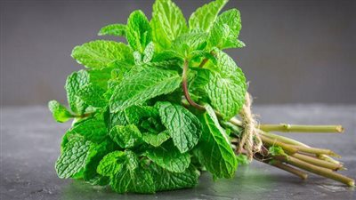 النعناع الأخضر.. الحل السحري لتقوية المناعة