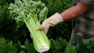 فوائد صحية تجهلينها عند تناول الكرفس.. تعرفي عليها