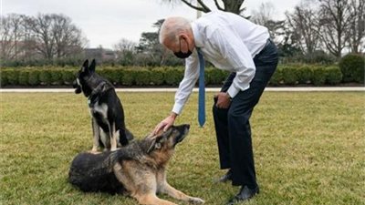 طرد «كلبي بايدن» من البيت الأبيض.. السبب صادم