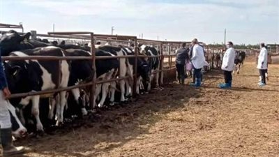 تفاصيل فحص 3700 رأس ماشية ضد البروسيلا والسل البقري بالشرقية