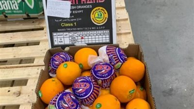 التصديرى للحاصلات الزراعية: صدرنا 2300 طن موالح للبرازيل فى 2020