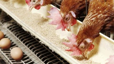 تراجع أسعار الدواجن مع إقتراب شهر رمضان