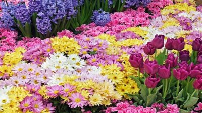 افتتاح معرض زهور الربيع الـ88 بحديقة الأورمان بالجيزة