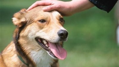 فيديو.. هل ملامسة الكلب تنقض الوضوء؟