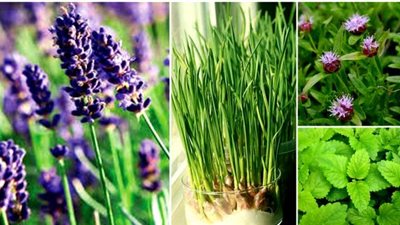 تعرف على النباتات التي تطرد الناموس والعنكبوت من المنزل