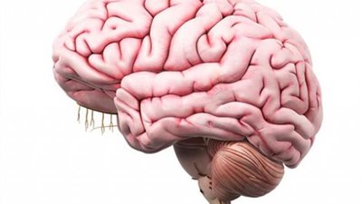 تعرف على الخلايا التى تنشط فى الدماغ بعد الموت