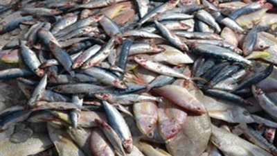 البلطى بـ23 جنيه .. تعرف على أسعار ” السمك ” اليوم