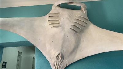 «شيطان البحر».. قصة عبدالحكيم عامر مع السمكة الضخمة التى أطلق عليها 7 رصاصات ولم تمت