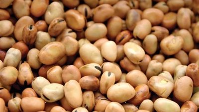 وقف تصدير الفول الحصى والمدشوش لمدة 3 أشهر.. اعرف السبب