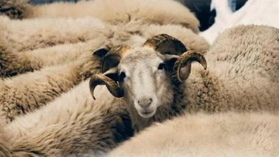 منها العقيقة.. أستاذ شريعة يكشف حكمة التمييز بين الرجل والمرأة في الإسلام