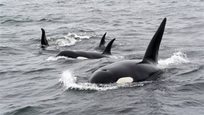 مغامرة مدهشة بين قبطان سفينة شراعية وحيتان الأوركا.. إليك التفاصيل