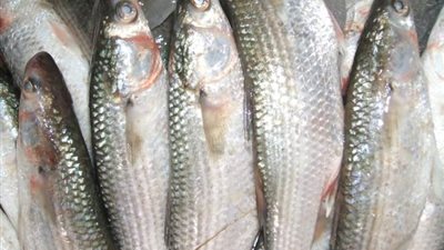 الجمبرى بـ 400 جنيه و البورى يسجل 48 جنيه اليوم