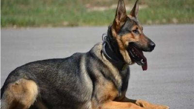 ضبط شخص قام بالتعدى على كلب بالضرب حتى فارق الحياة