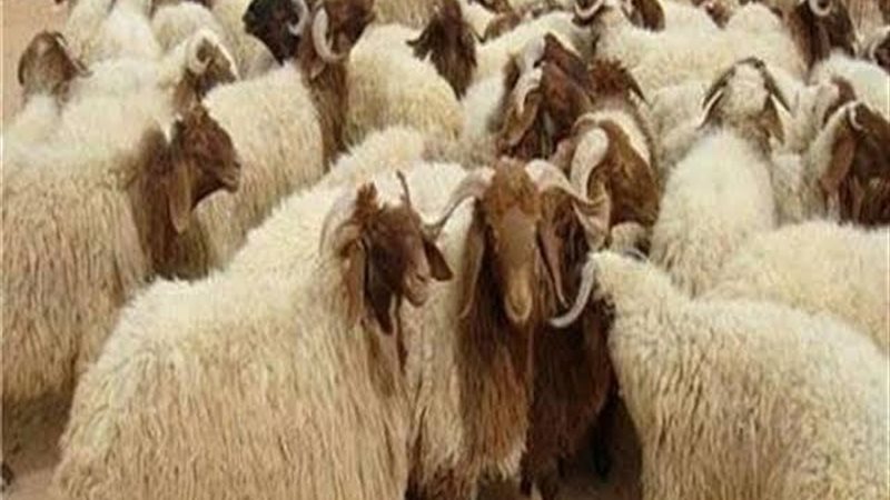 الموجز