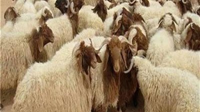 هل يجوز الجمع بين الأضحية والعقيقة؟