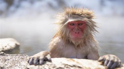 أخطر من كورونا .. معلومات خطيرة عن فيروس القرد