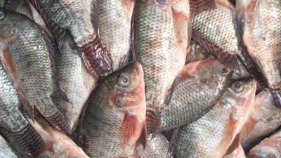 تعرف على أسعار الأسماك بسوق العبور