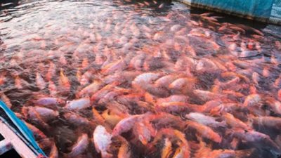 تعرف على خطة الحكومة لزيادة الإنتاج السمكي خلال العام الجديد