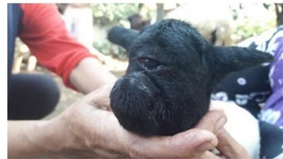 «بعين واحدة».. تعرف على أغرب خروف في العالم