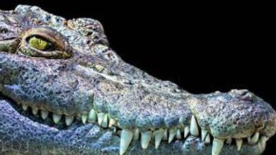 فضلات التماسيح.. أفضل الطرق لمنع الحمل في التاريخ !