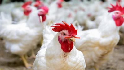 أسعار الدجاج والبيض مستقرة