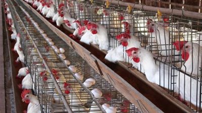 بعد عيد اللحمة .. تعرف على أسعار الدواجن