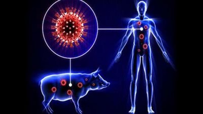 بعد تحذير «الصحة العالمية».. إجراءات وقائية لتجنب الإصابة بفيروس إنفلونزا الخنازير
