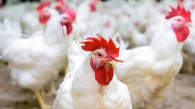 أسعار الدواجن اليوم السبت 27-4-2024 في جميع الأسواق