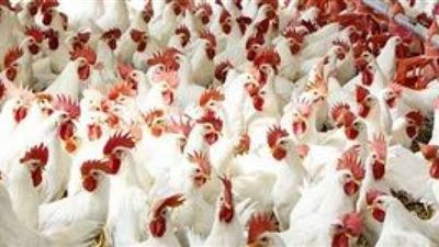 انخفاض أسعار الفراخ البيضاء اليوم الأربعاء 10 يوليو