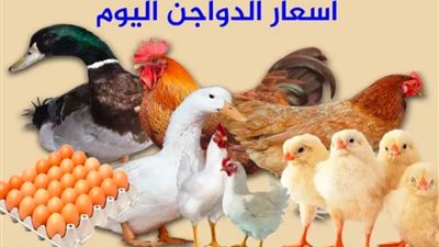 ضربة للغلاء.. أسعار الدواجن اليوم الإثنين 15 يوليو 2024