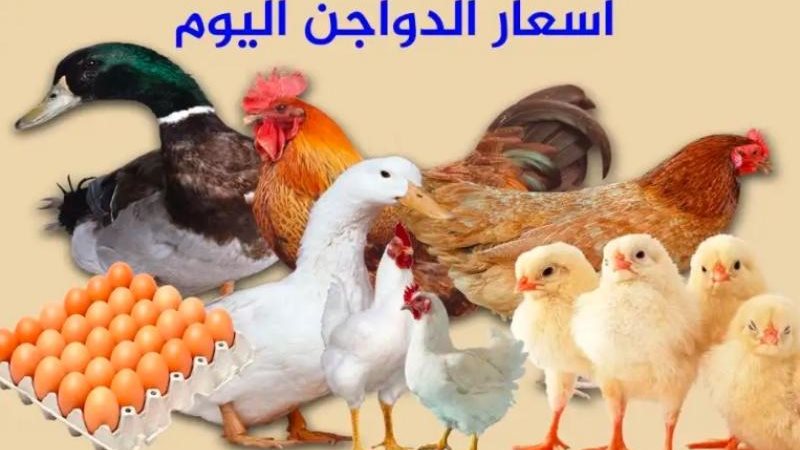 أسعار الدواجن