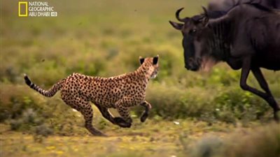 لعشاق المغامرات والاكتشاف.. طريقة تنزيل تردد قناة ناشيونال جيوجرافيك 2024 على جهاز الريسيفر