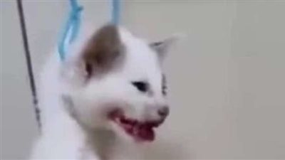 بسلق القطط وأكلهم ..سفاح القطط يثير غضب  رواد مواقع التواصل الاجتماعي ”مريض نفسي ”