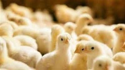 الكتكوت الأبيض بكام؟..أسعار الكتاكيت عمر يوم اليوم الثلاثاء 16-7-2024