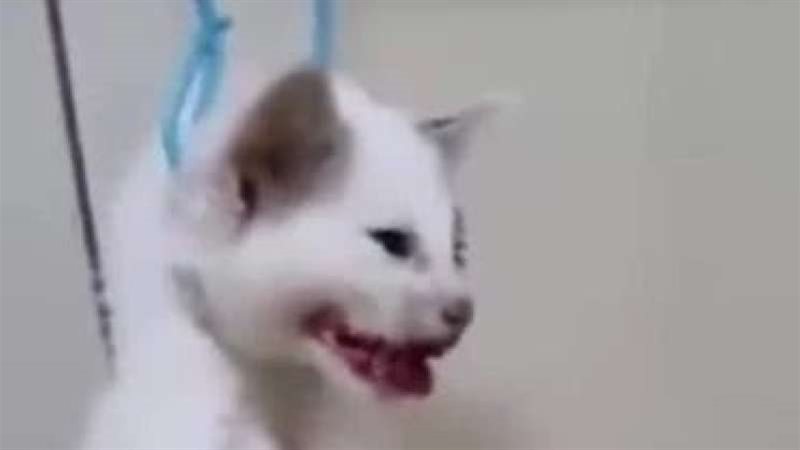 بسلق القطط وأكلهم