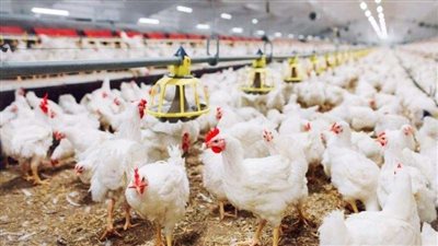 آخر تحديث..أسعار كيلو الدواجن اليوم في مصر