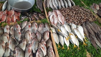 تعرف على أسعار السمك البلطي والجمبري اليوم الخميس 12-9-2024 في سوق العبور
