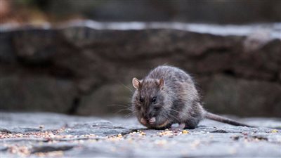 تأثيرات انتشار فيروس هانتا القاتل بين الفئران.. مؤشر للخطر 