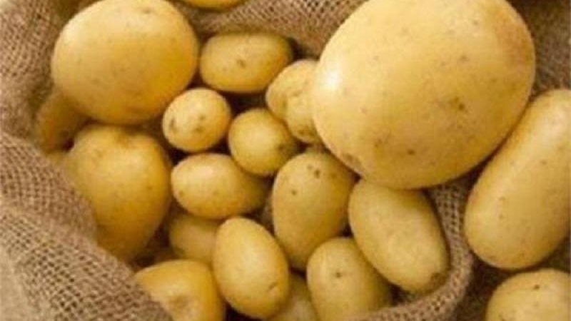 أسعار البطاطس