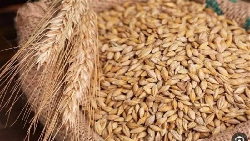 سعر الأرز الشعير