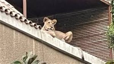 بعد تداول فيديو القبض على أسد في المعادي ماالقصة ؟ 