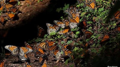 احفظ جمال الطبيعة.. حقائق مذهلة عن الفراشات الملونة