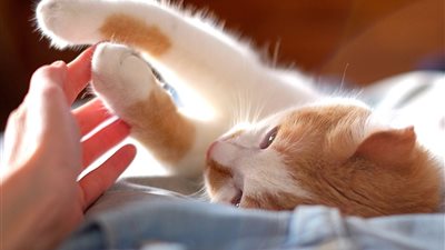 في يوم القطط العالمي 2024.. أغنى 4 قطط حول العالم أثاروا الجدل