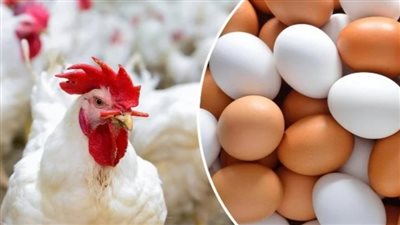 ننشر اسعار الفراخ والبط اليوم في الأسواق المصرية 