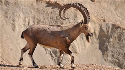 أغرب الحيوانات في الصحاري العربية.. مخلوقات لم تشاهدها من قبل